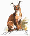 caracal.jpg (53540 bytes)